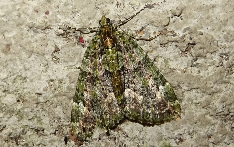 da determinare. Chloroclysta siterata - Geometridae